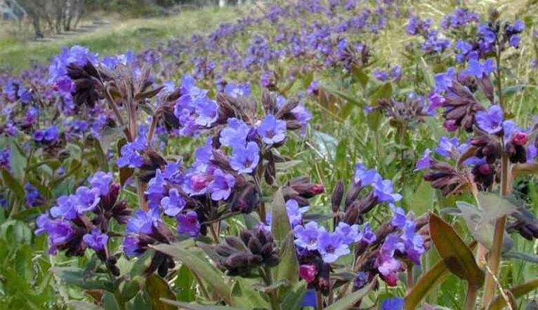 Lungwort για να προετοιμάσετε ένα έγχυμα που προάγει τη μεγέθυνση του πέους